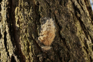Spongy moth (gypsy moth) larvae on oak tree bark.