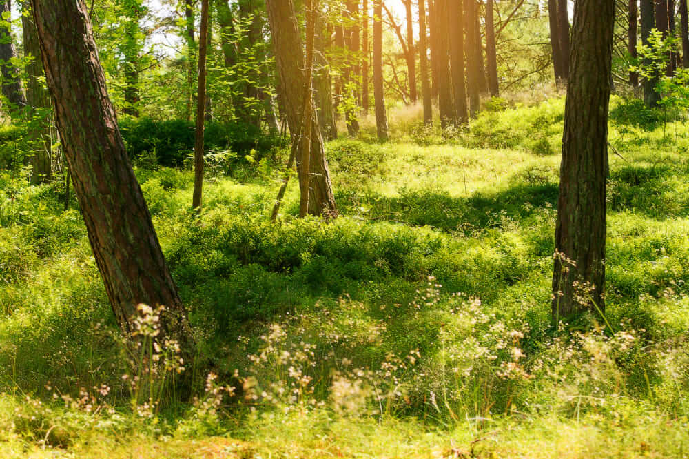 Read more about the article Forest Undergrowth & Vegetation Management