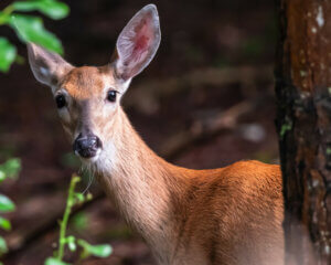 Pennsylvania wildlife in habitat - whitetail deer