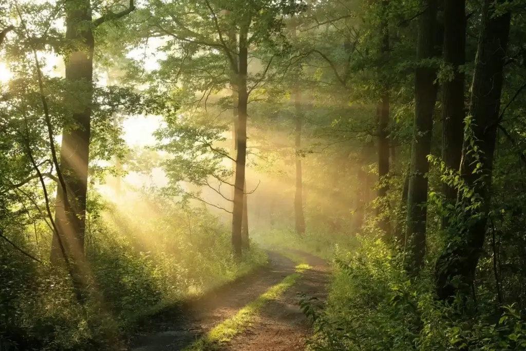 A path going through the forest, with the sun filtering through the trees