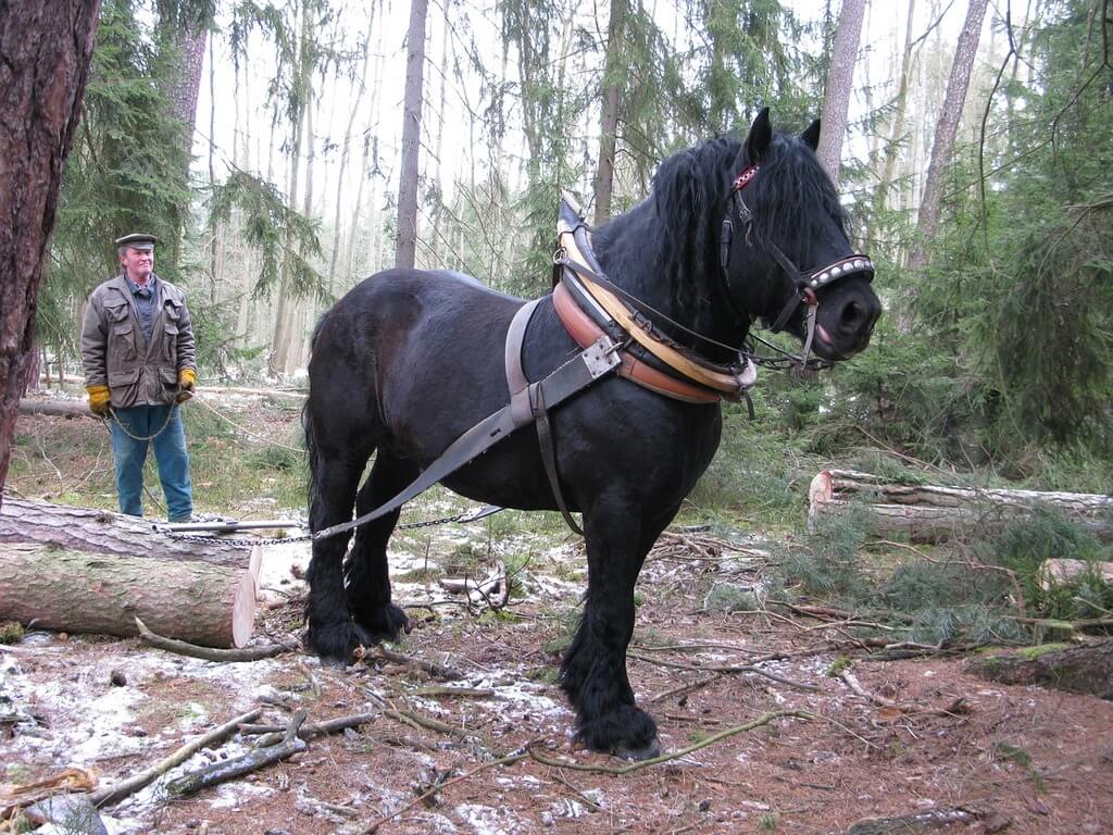 horse pulling cut timber on woodland tract