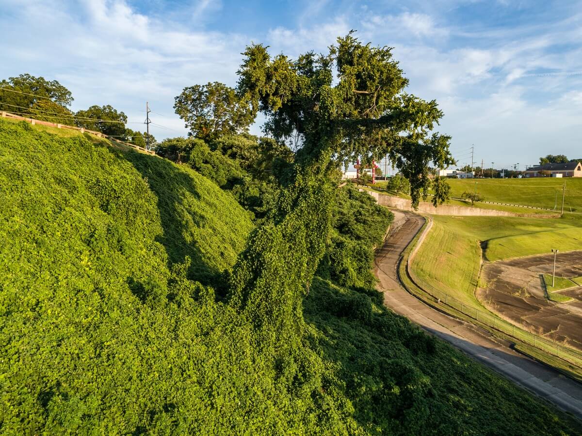 Kudzu vine strangling a tree