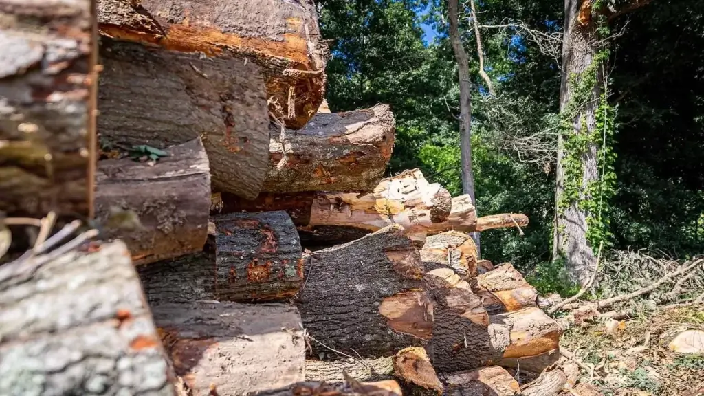 A close up of a pile of logs