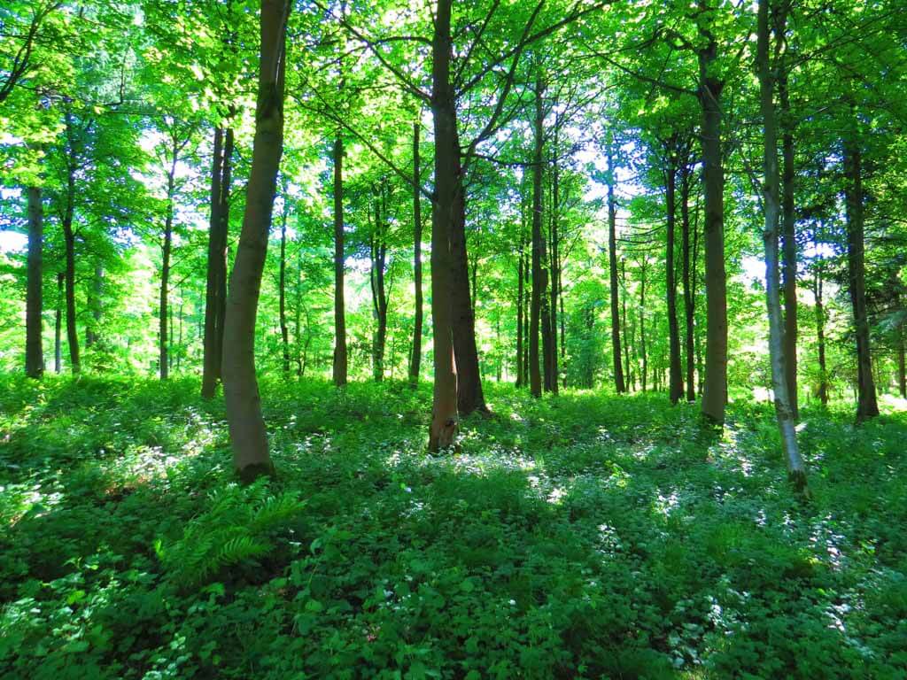 Read more about the article 7  Things You Should Know Before Buying Woodland