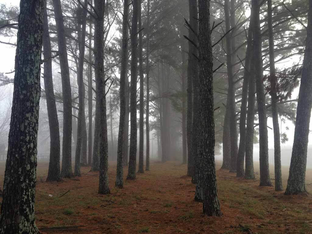 conifer forest with very little underbrush