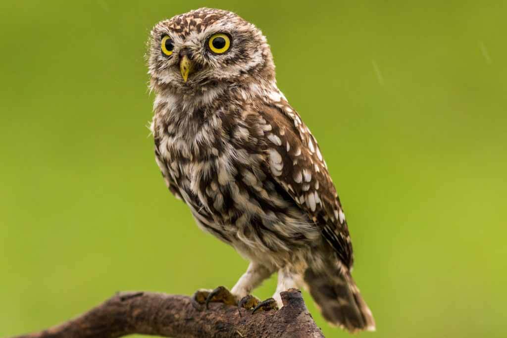 protected woodland bird - owl
