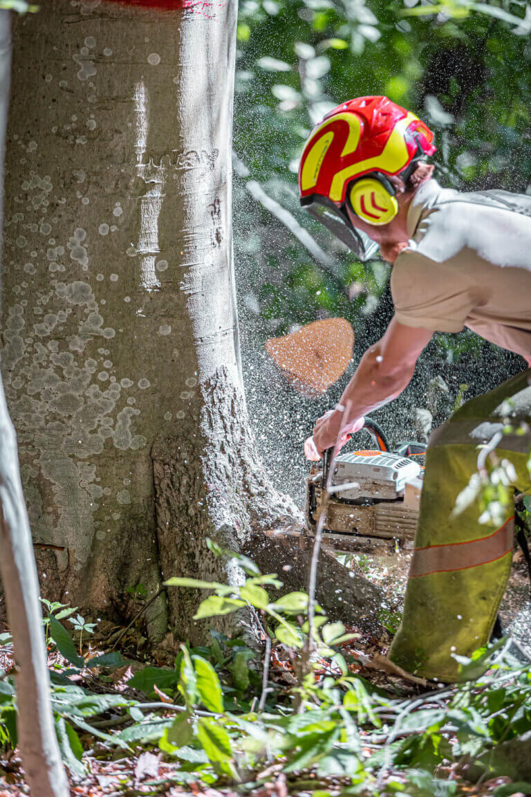 A logger cutting down a tree with a chainsaw