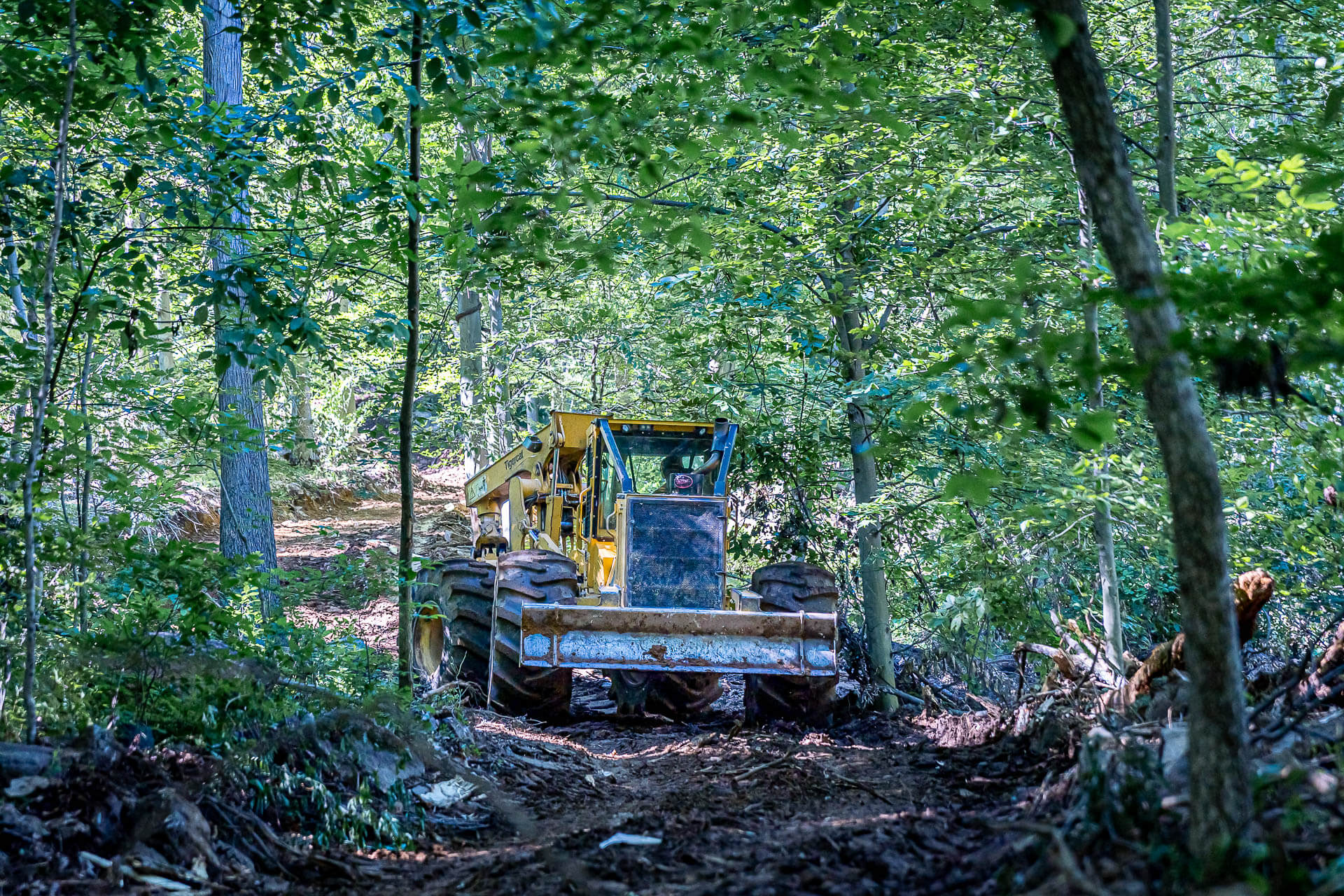 Read more about the article What to expect after a timber harvest