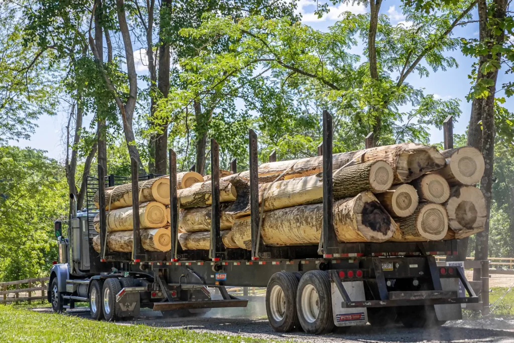 A semi truck hauling fresh cut logs