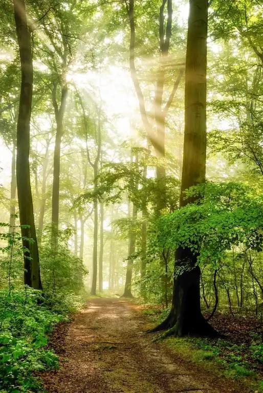 Sun shining into a green forest with a path a going through it.