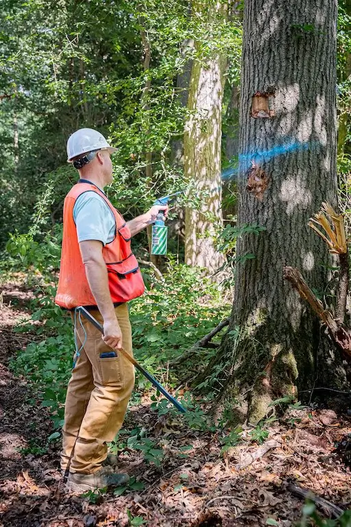 A forester marking a tree for removal