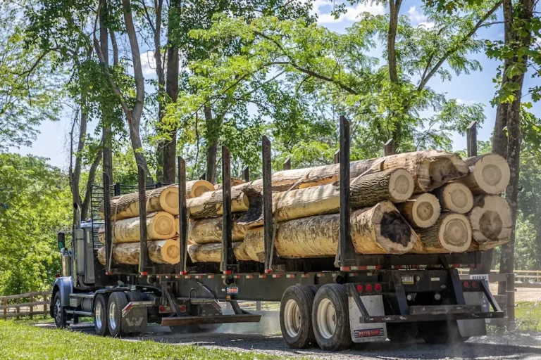 A truck load of logs leaving the forest
