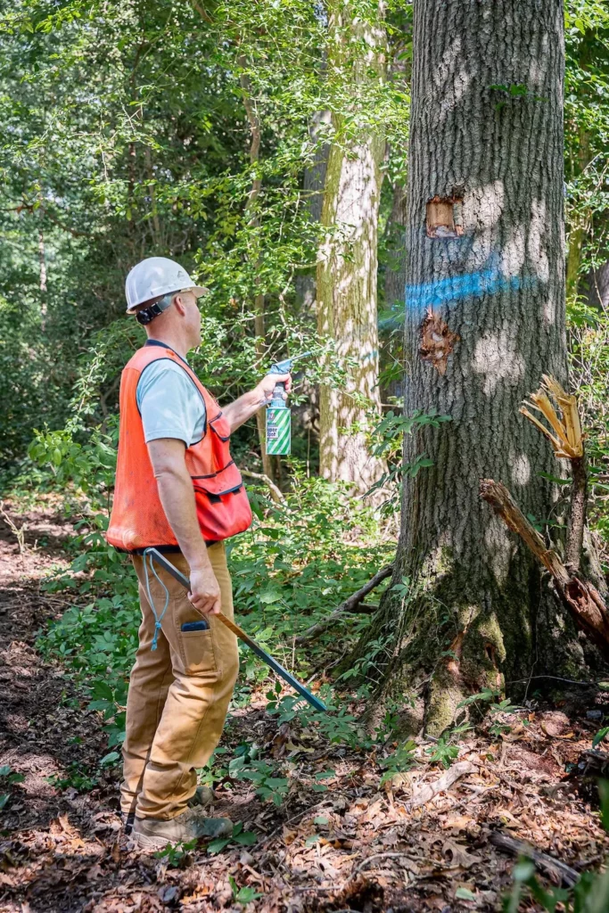 A forester marking a tree in the forest