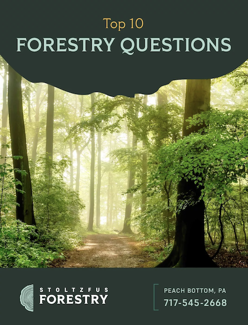 Top Ten Forestry Questions pdf cover