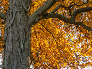 A shagbark hickory tree.
