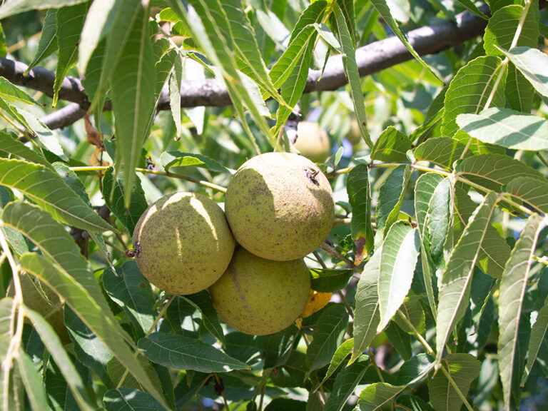 Three walnuts hanging on a walnut tree.