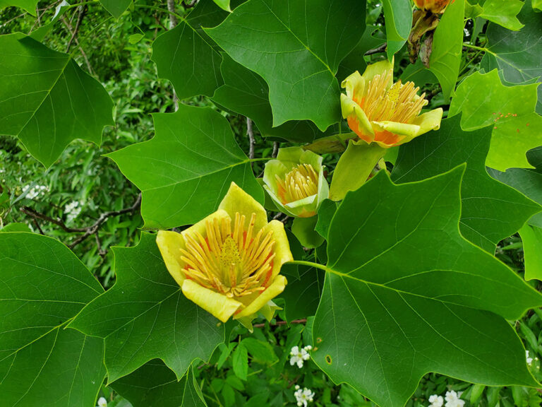 Tulip poplar flowers on a tree.