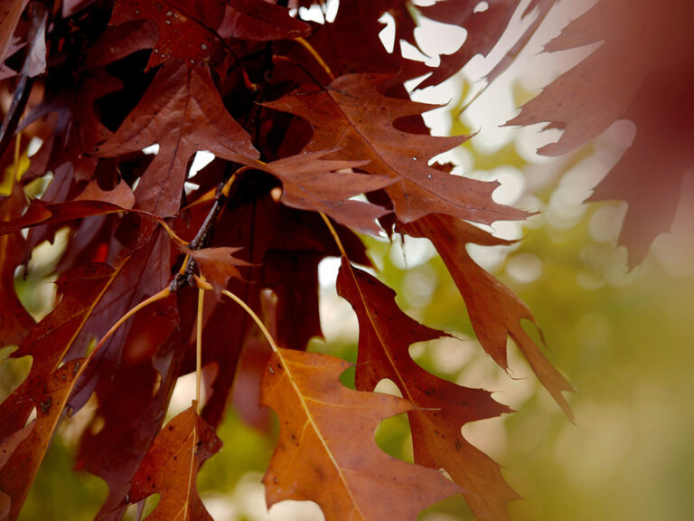 Red oak tree leaves