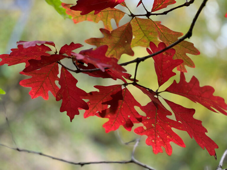 The leaves of a white oak tree.