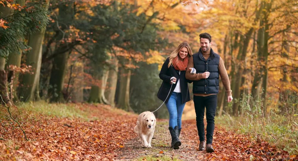 A husband and wife walking their dog in an autumn colored forest.