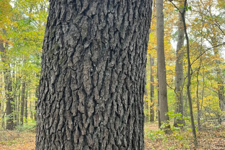 Close up shot of Red Cherry bark