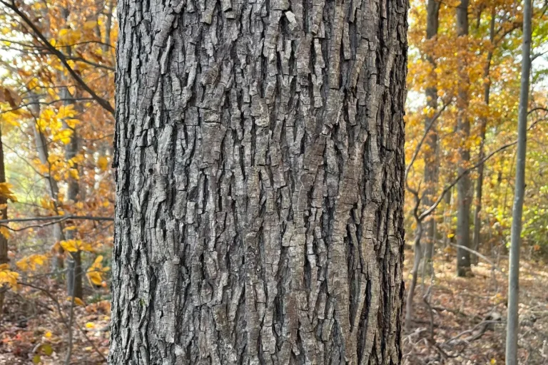 Close up shot of Hickory bark