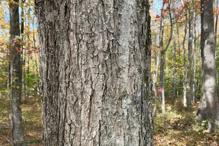 Close up shot of Red Maple bark