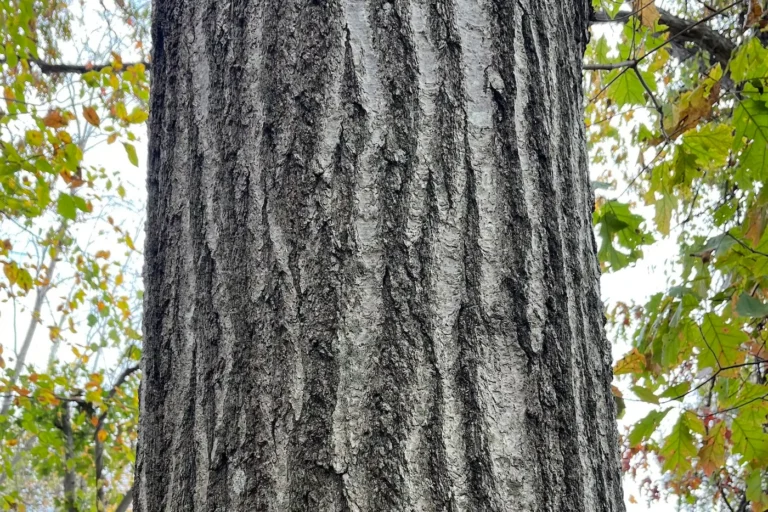 Close up shot of red oak bark