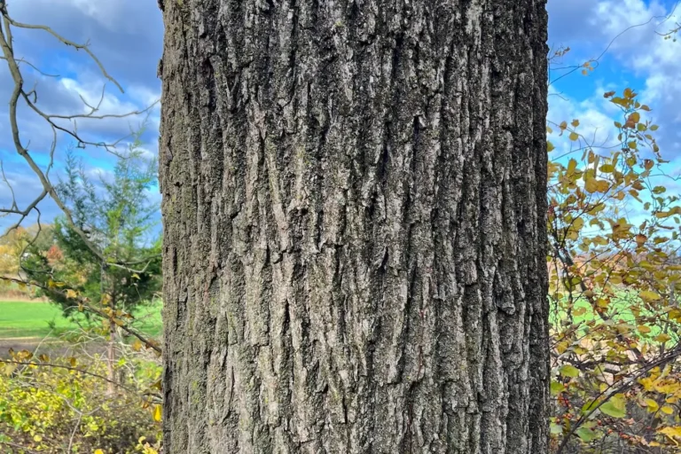 Close up shot of walnut bark