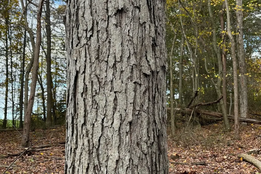 Close up shot of white oak bark