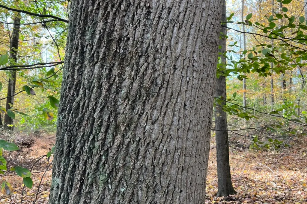 Close up shot of yellow poplar bark