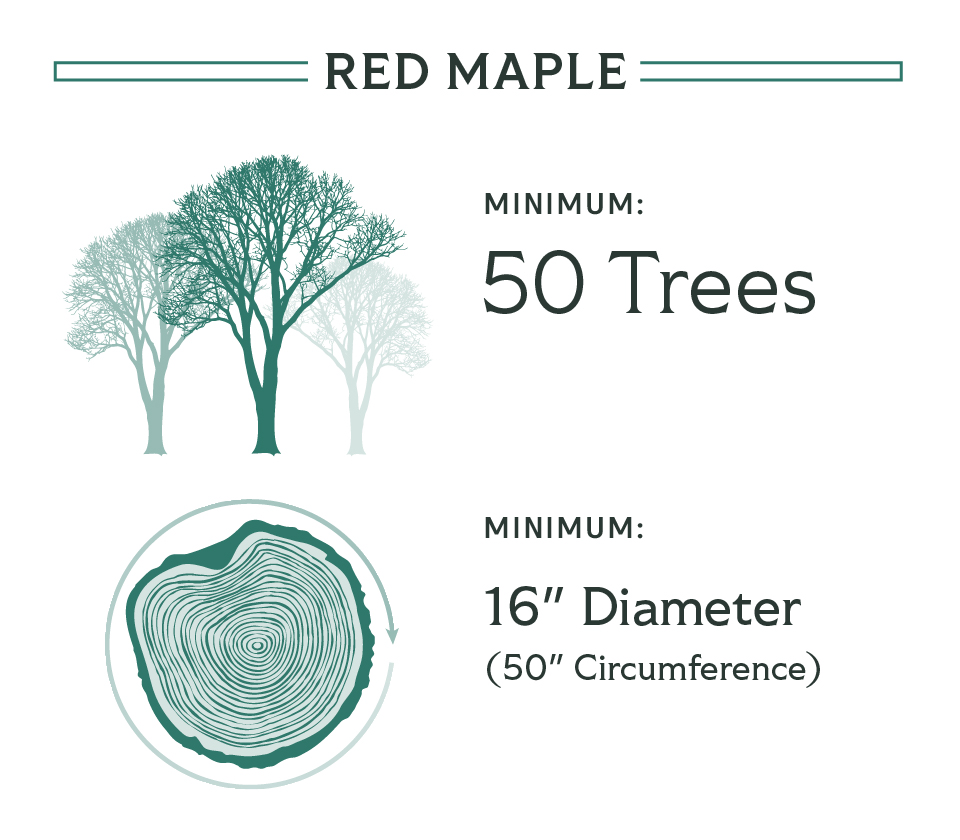 Stoltzfus Forestry Requirement Infographic - Red Maple
