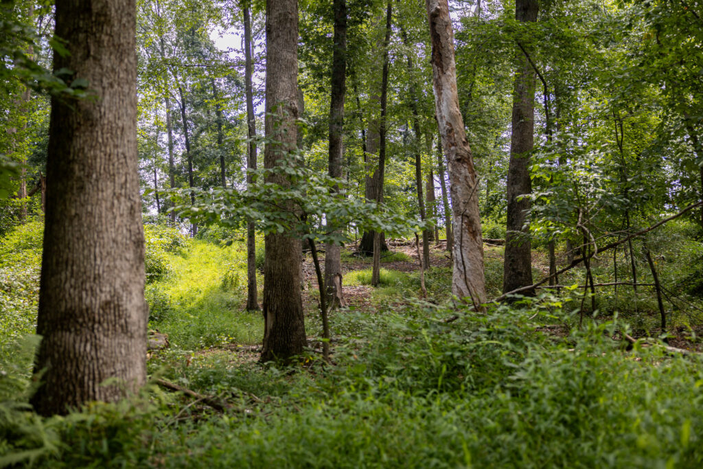 a picture of Kretzing's woods several years after harvest

