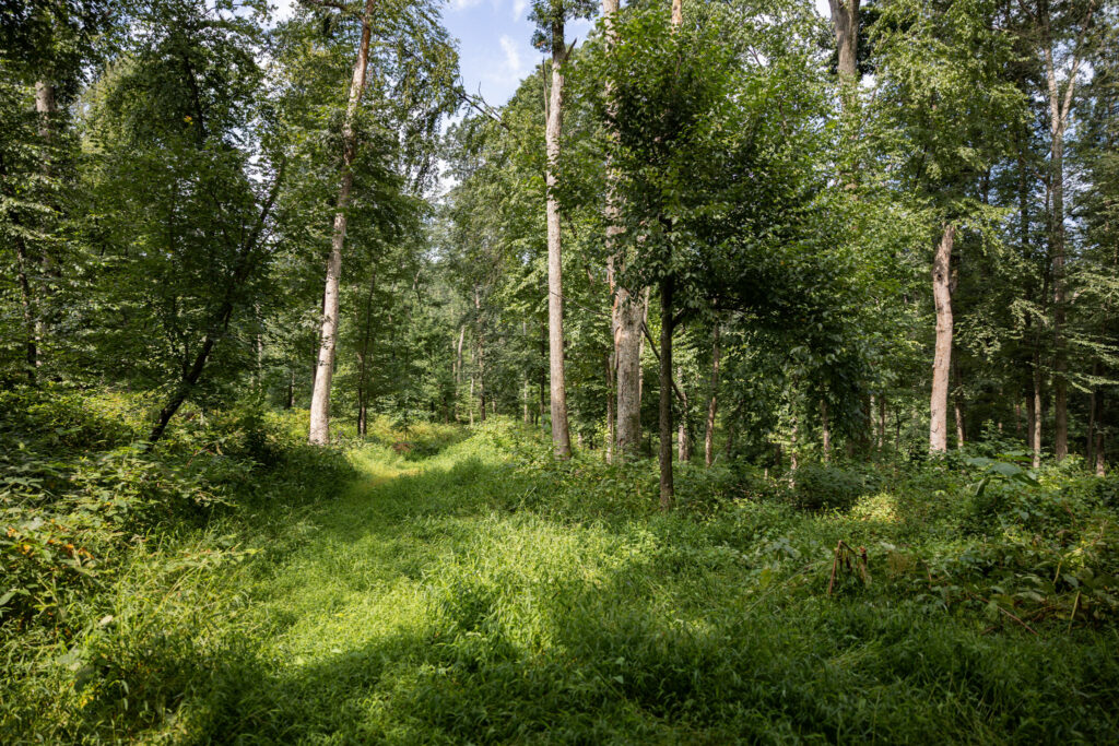 an access road created for loggers is now a grassy path for the family to access their woods