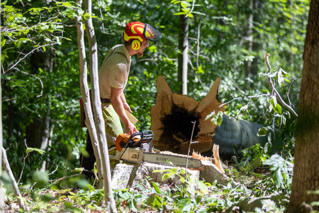 a logger with a chainsaw near a fallen tree