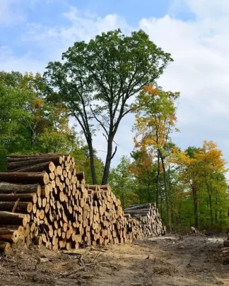 Piles of fresh cut logs